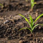 Prevented Plant Vs Late Plant. What you need to know