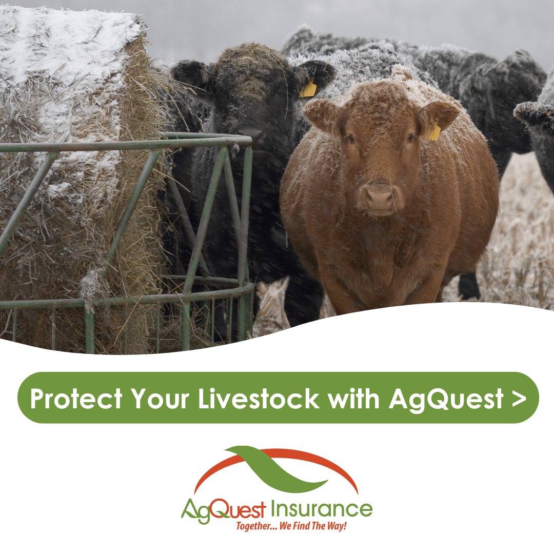 livestock insurance